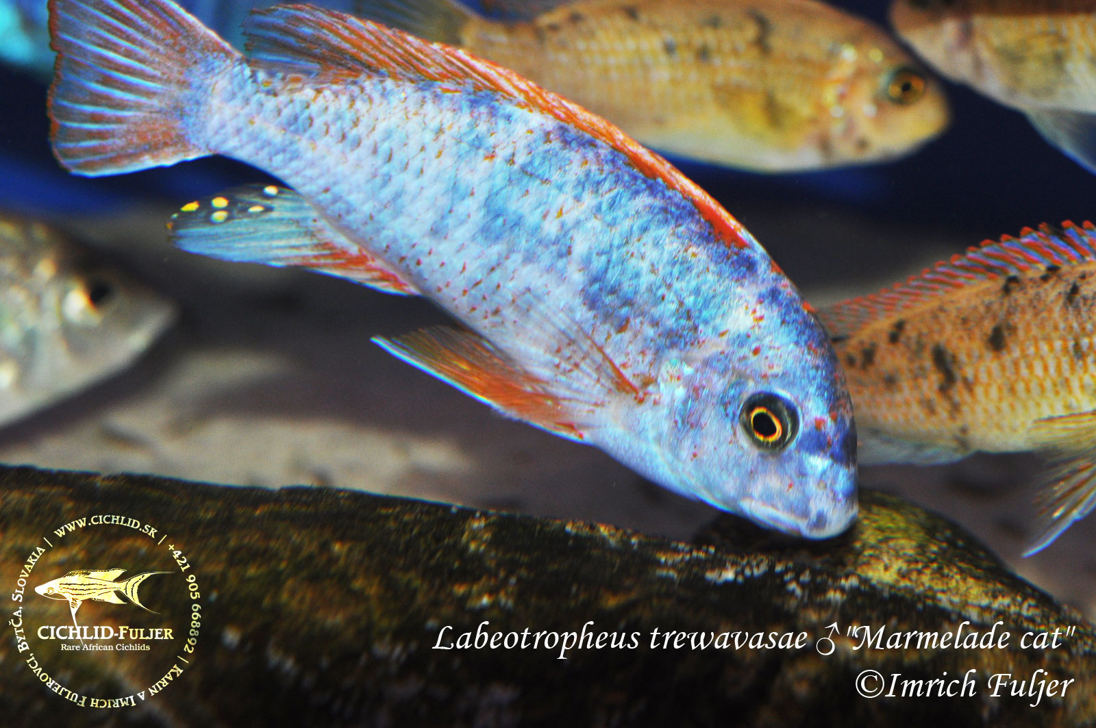 Labotropheus trewavasae Marmelade Cat 1