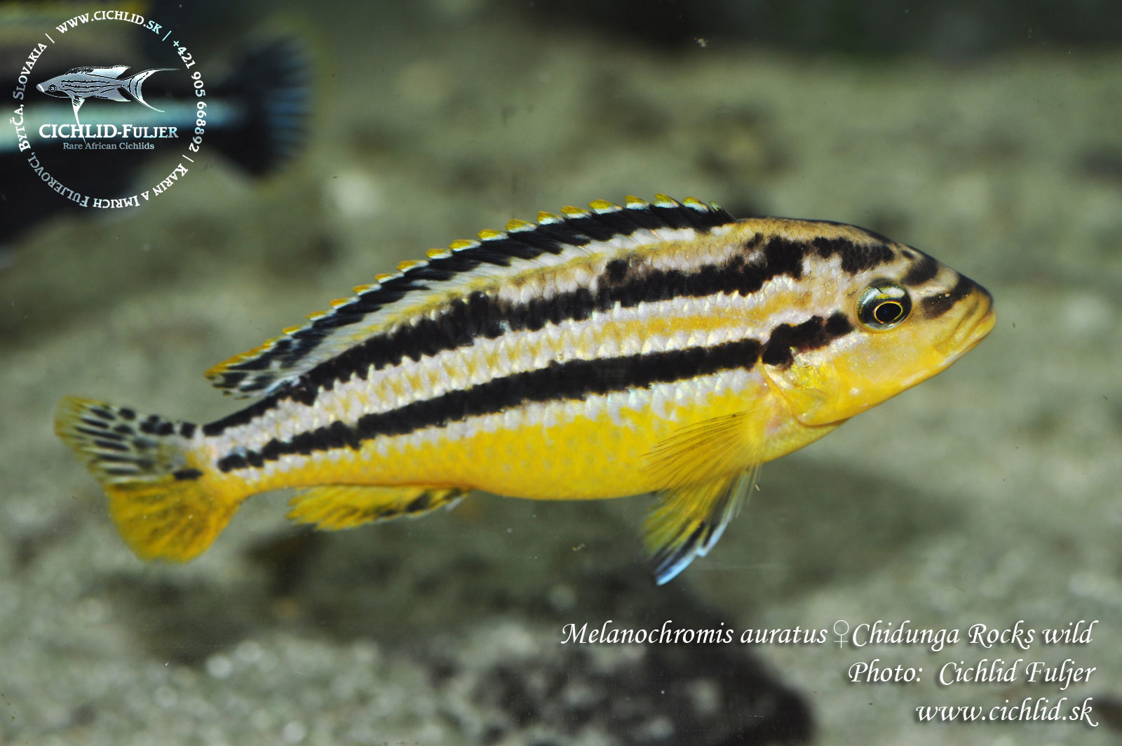 Melanochromis auratus Chidunga Rocks 17