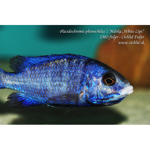 Placidochromis phenochilus Mdoka 16