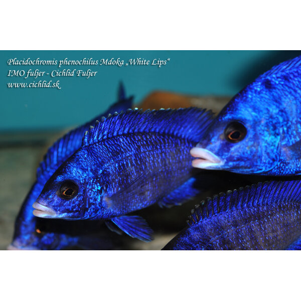 Placidochromis phenochilus Mdoka 17