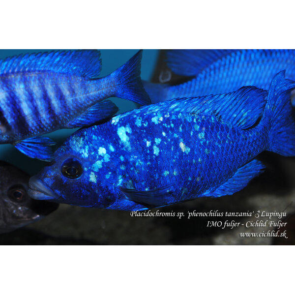 Placidochromis sp. phenochilus tanzania Lupingu 1