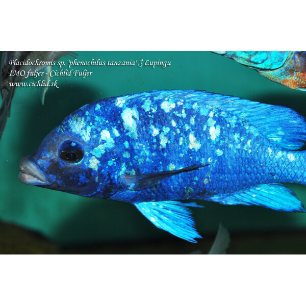 Placidochromis sp. phenochilus tanzania Lupingu 2