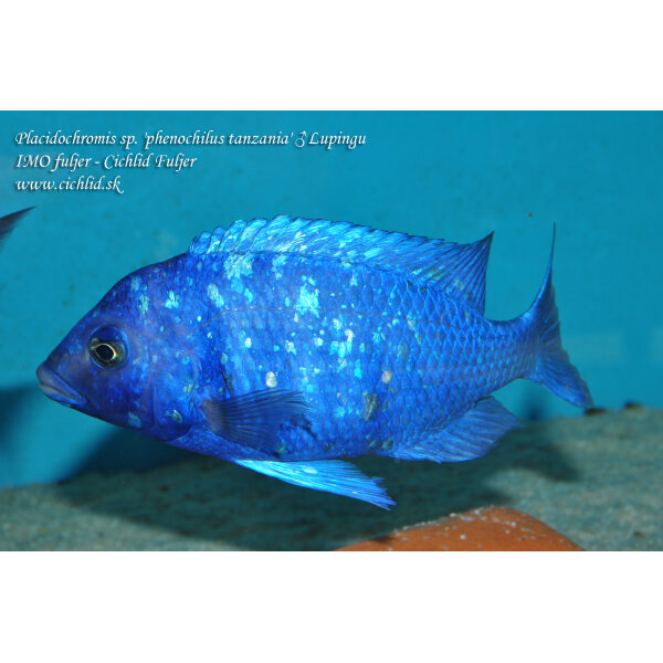 Placidochromis sp. phenochilus tanzania Lupingu 3