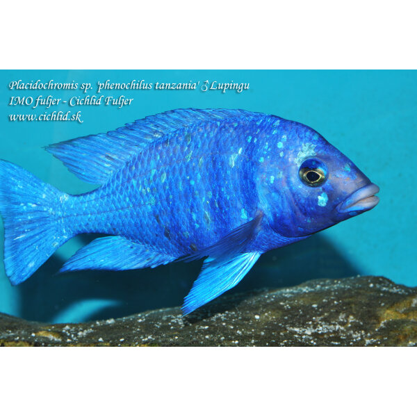 Placidochromis sp. phenochilus tanzania Lupingu 4