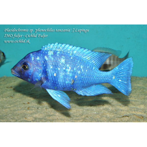 Placidochromis sp. phenochilus tanzania Lupingu 7
