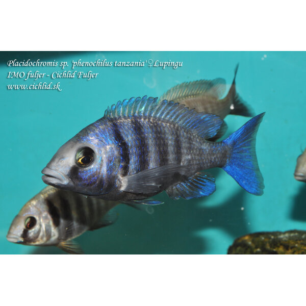 Placidochromis sp. phenochilus tanzania Lupingu 8