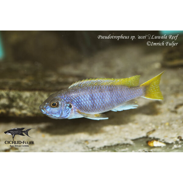 Pseudotropheus sp. acei Luwala Reef 10