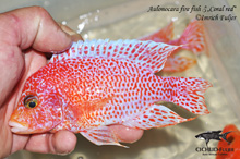 aAulonocara fire fishCoral red 1