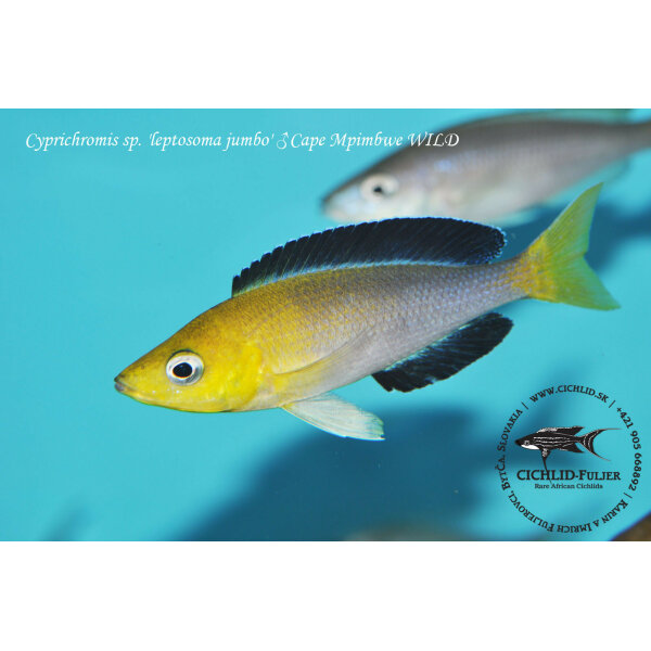 cyprichromis sp leptosoma jumbo cape mpimbwe