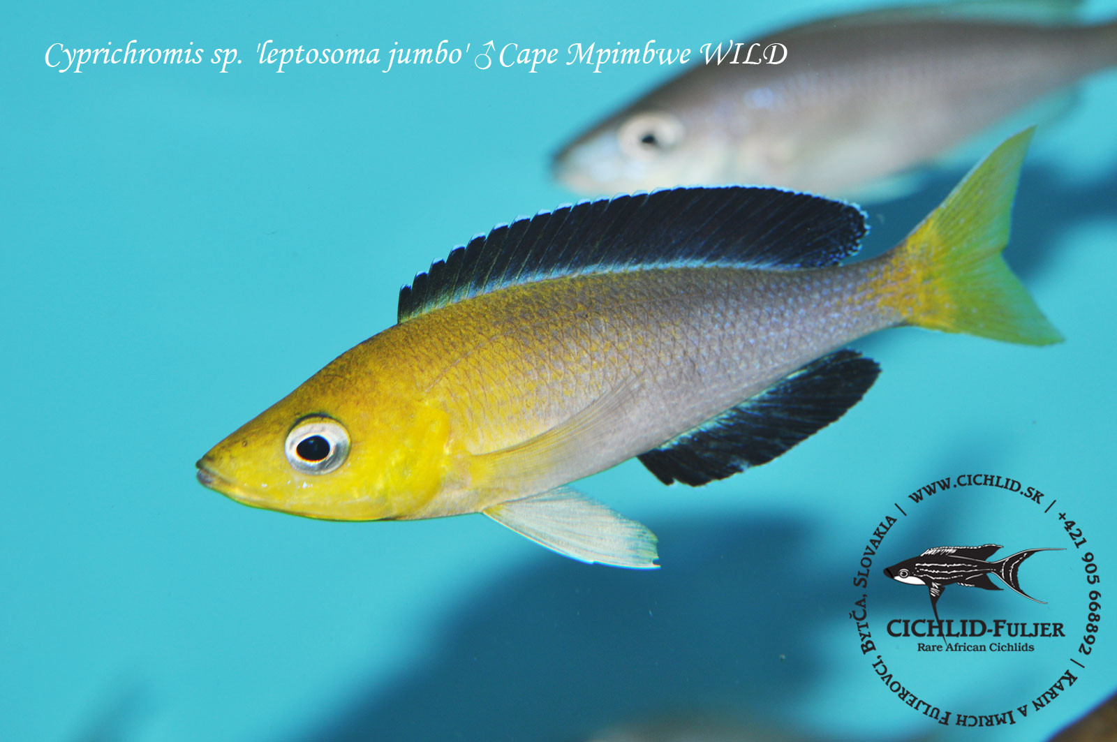 cyprichromis sp leptosoma jumbo cape mpimbwe