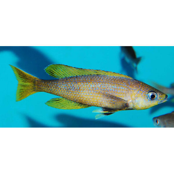 cyprichromis sp. leptosoma jumbo kitumba 55