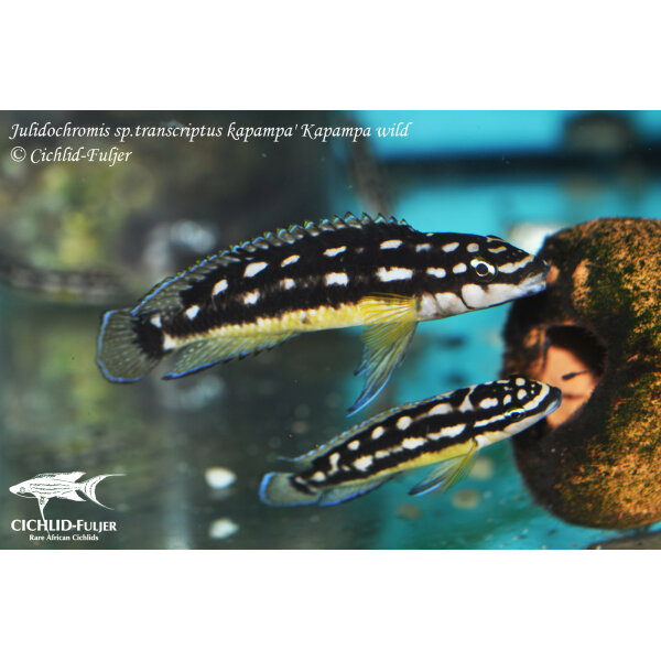 julidochromis sp transcriptus kapampa kapampa