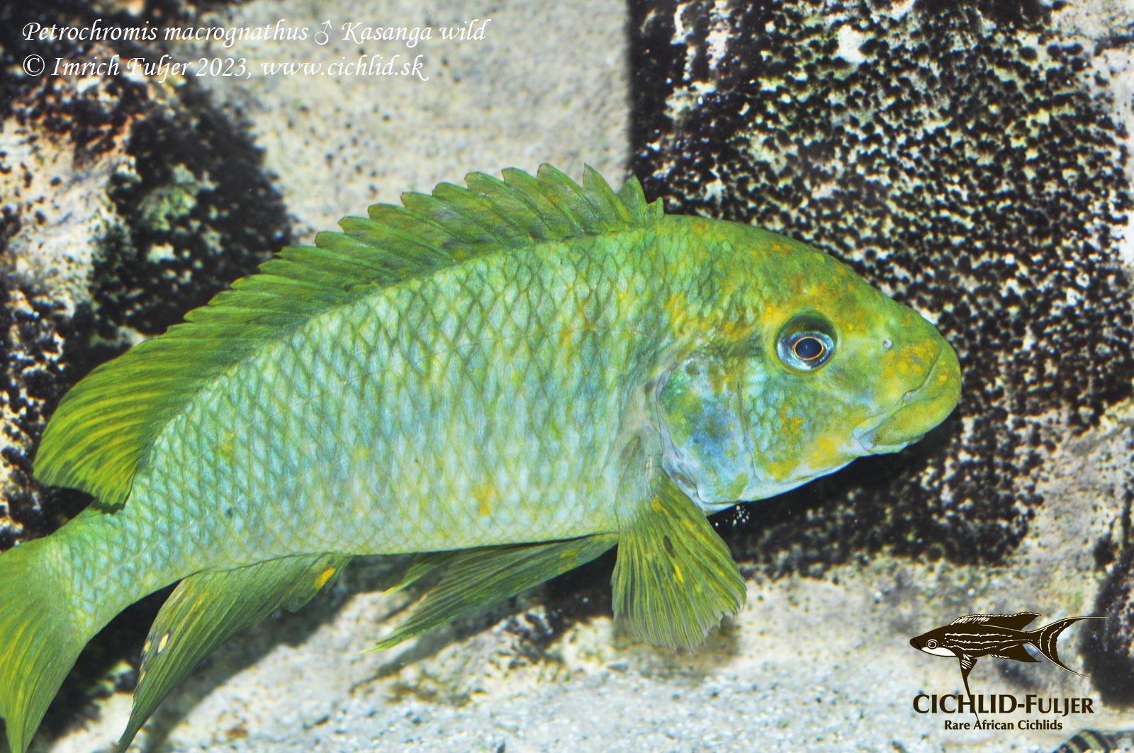 Petrochromis macrognathus Kasanga 19