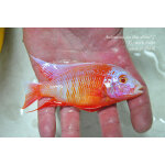 Aulonocara fire fish Albino