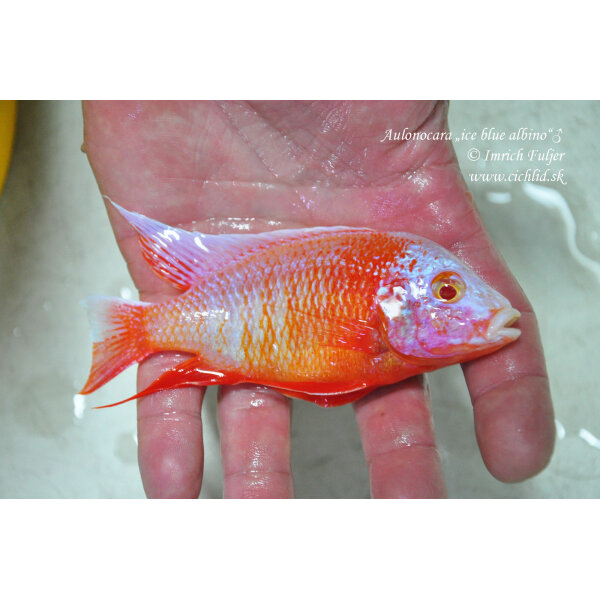 Aulonocara fire fish Albino