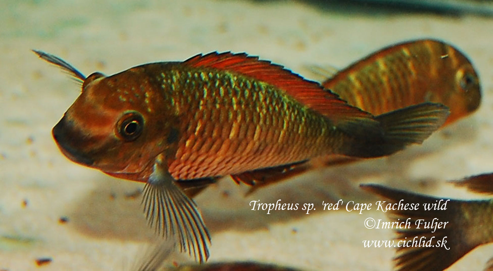 Tropheus sp. red Cape Kachese