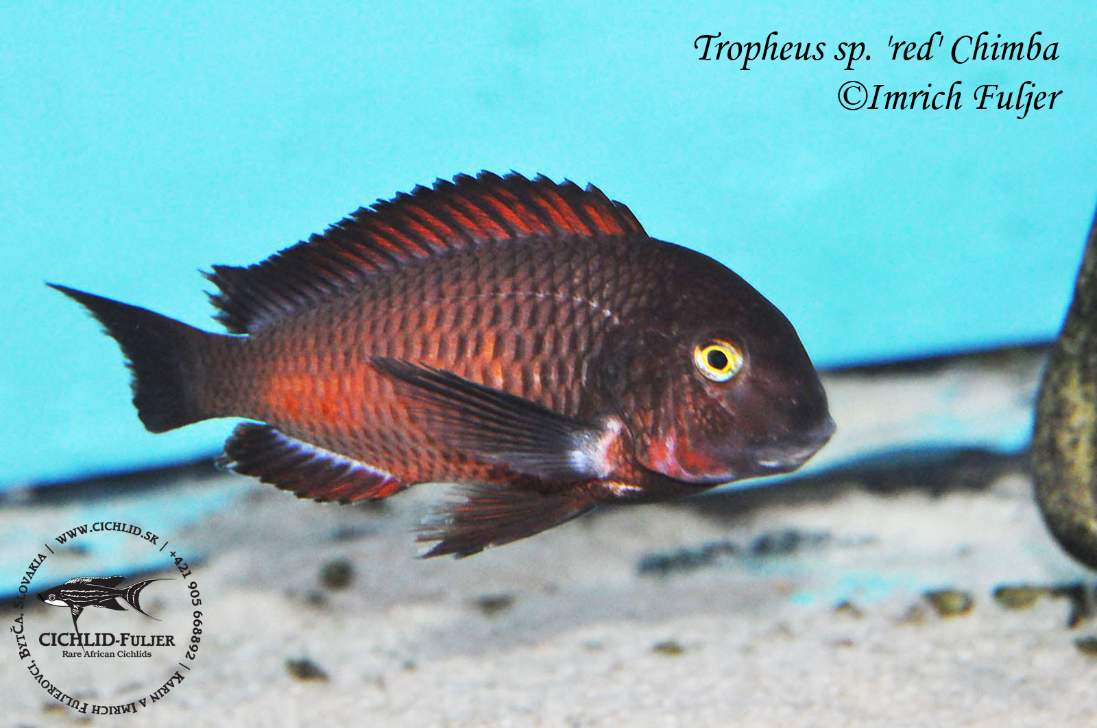 Tropheus sp. red Chimba 6
