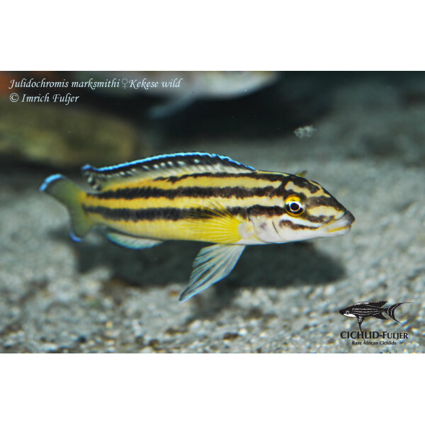 Julidochromis marksmithi Kekese 10