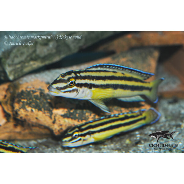 Julidochromis marksmithi Kekese 4