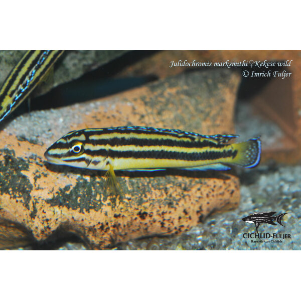 Julidochromis marksmithi Kekese 5