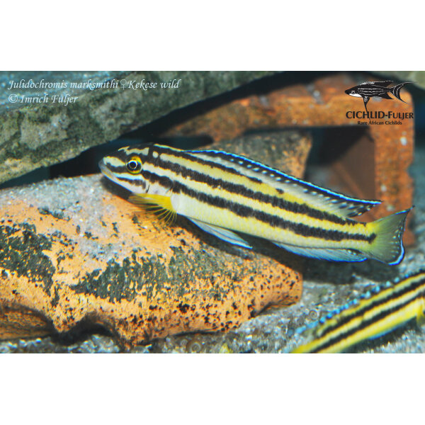 Julidochromis marksmithi Kekese 8