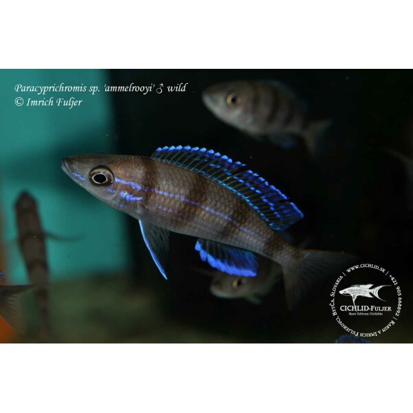 Paracyprichromis sp. ammelrooyi 1