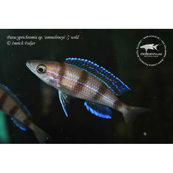 Paracyprichromis sp. ammelrooyi 2