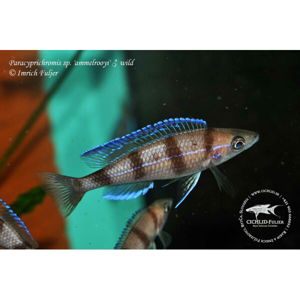 Paracyprichromis sp. ammelrooyi 3