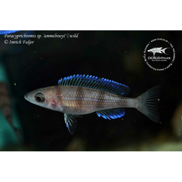 Paracyprichromis sp. ammelrooyi 6