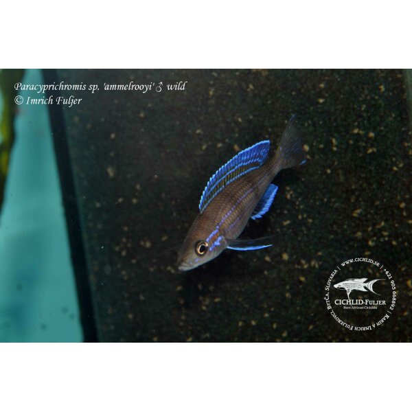 Paracyprichromis sp. ammelrooyi 9